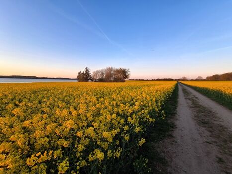 Rapsfeld an der Schlei