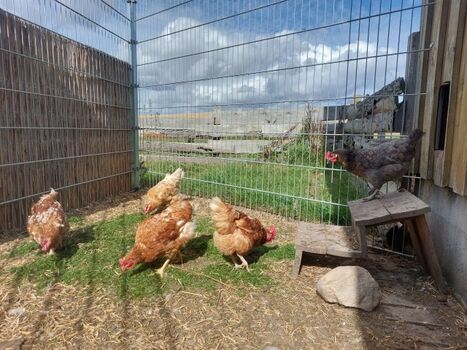unsere Hofhühner sorgen für frische Frühstückseier, gerne zum Selbstsammeln