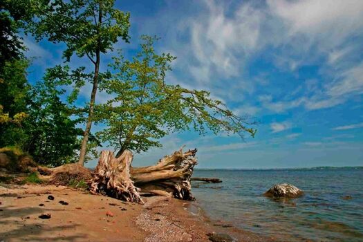 wilde Natur an der Flensburger Förde