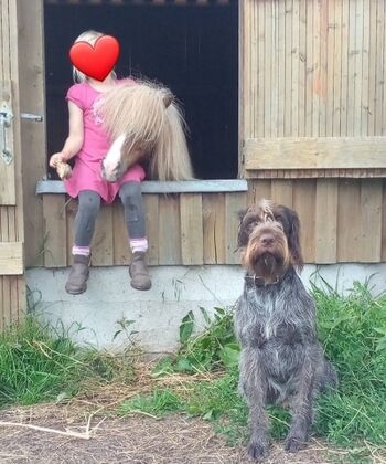 Minishetty "Wilma" liebt Streicheleinheiten. "Don der Dritte", der liebe Hofhund, ebenfalls.