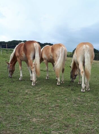 viele schöne Pferde