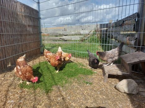 unsere Hofhühner sorgen für frische Frühstückseier, gerne zum Selbersammeln