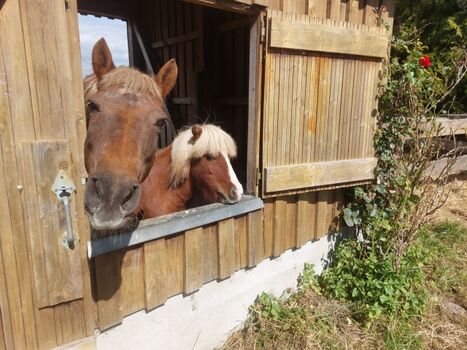 unsere Ponys Felix und Wilma