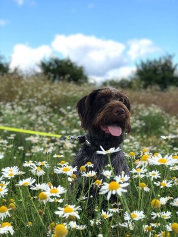 Der liebe Hofhund Don