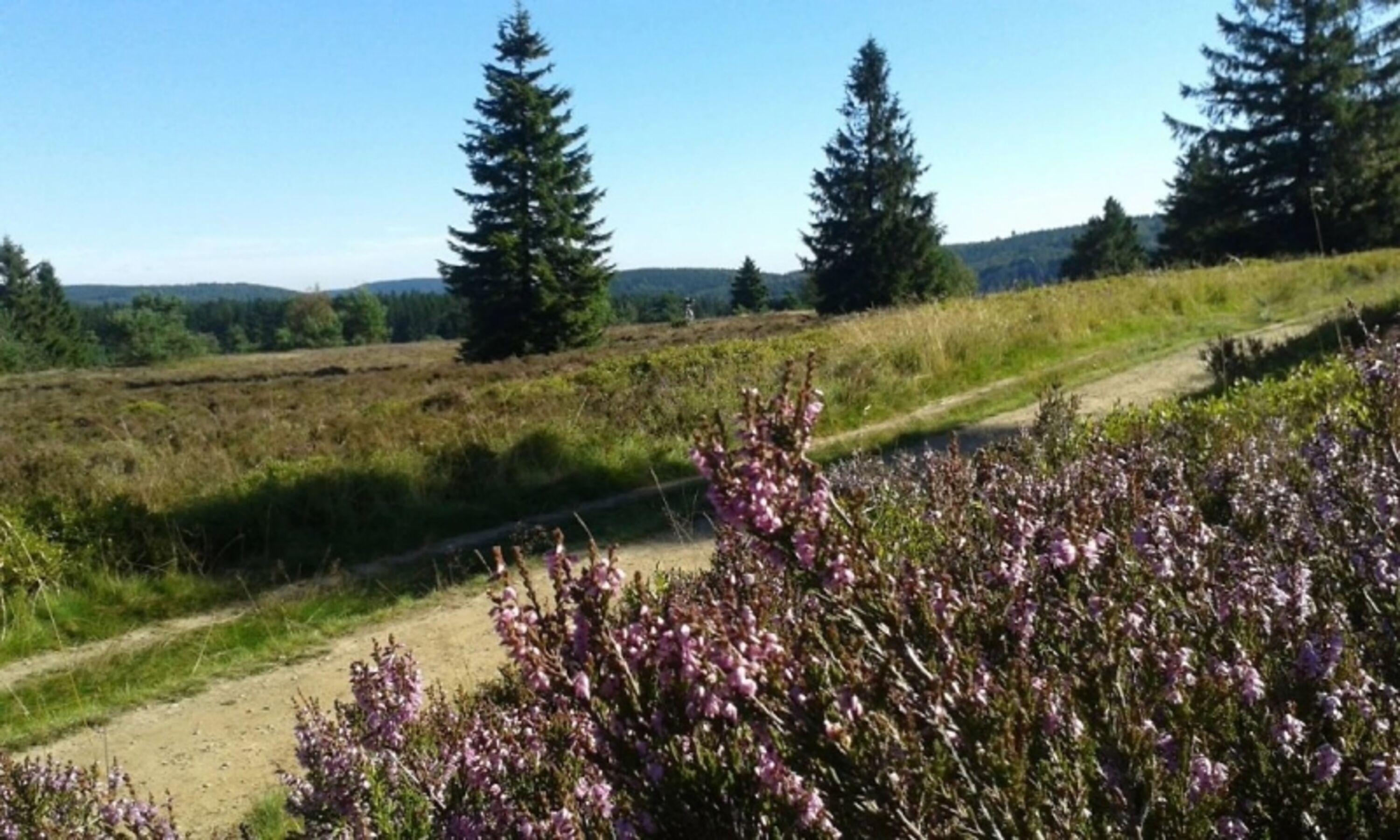 die Hochheide (nicht vom Haus aus)