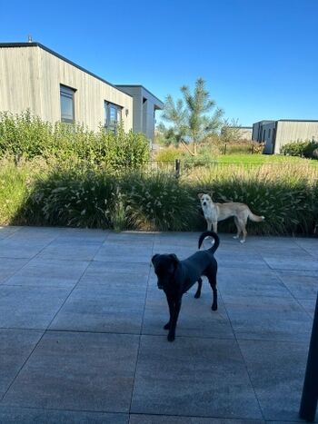 Garten mit Zaun für die Hunde