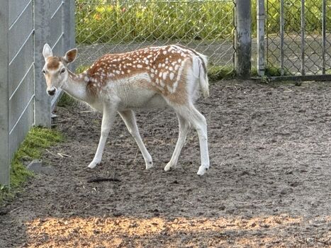 Schwimmbad und Tierpark in der Nähe