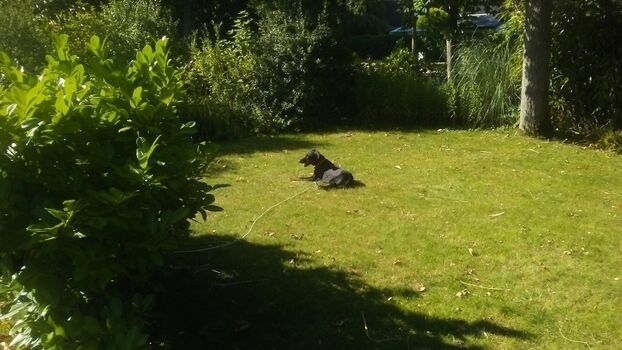 Hund mit Schleppleine sicher ist sicher !!