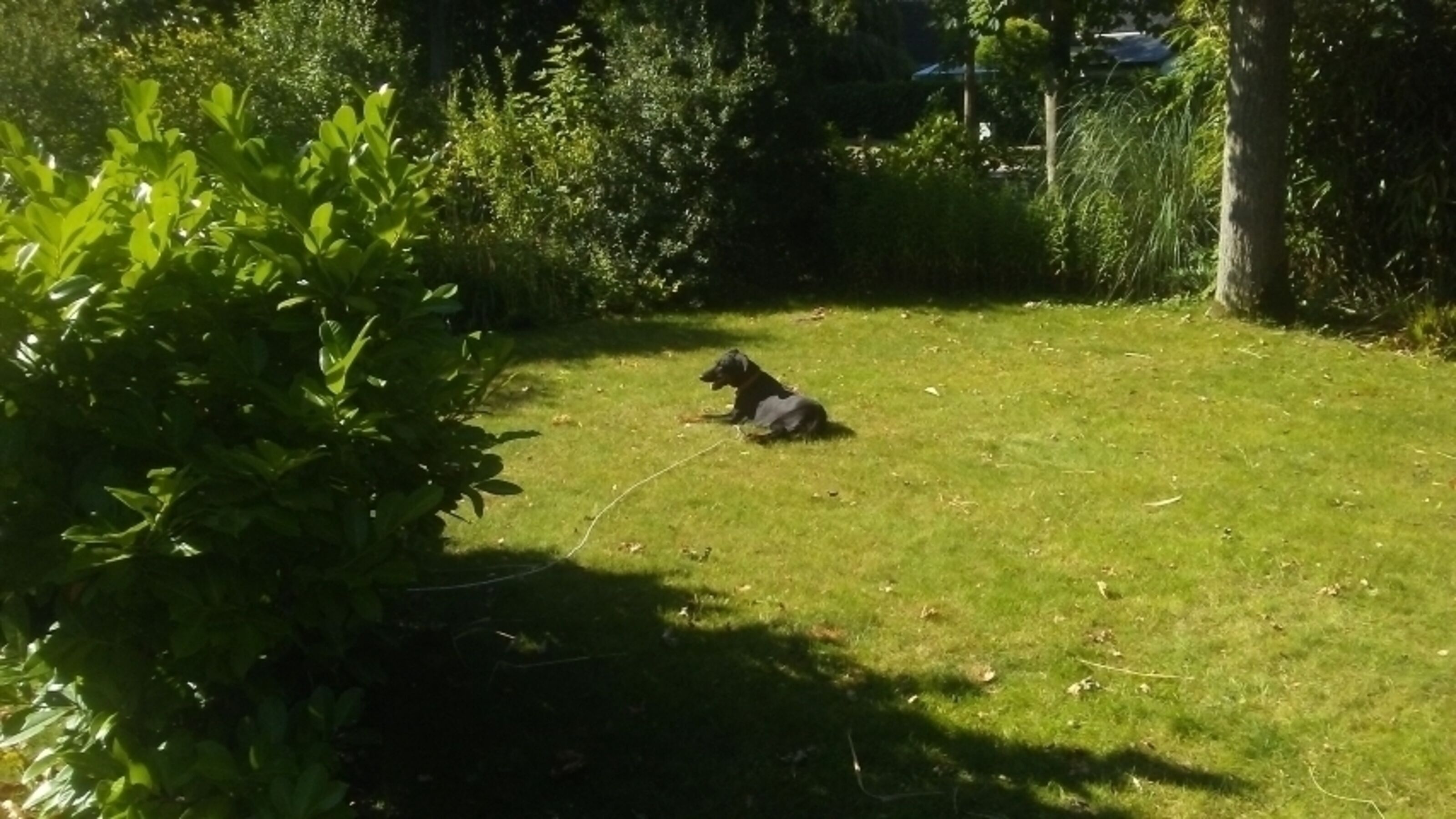 Hund mit Schleppleine sicher ist sicher !!