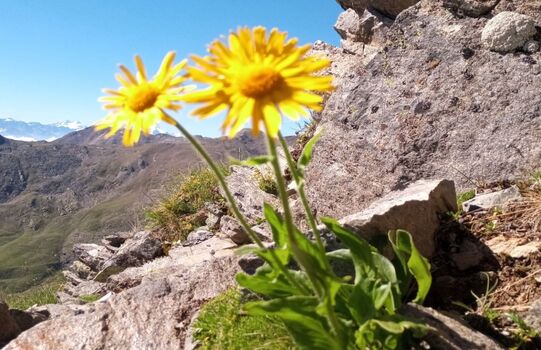Gebirgsblumen