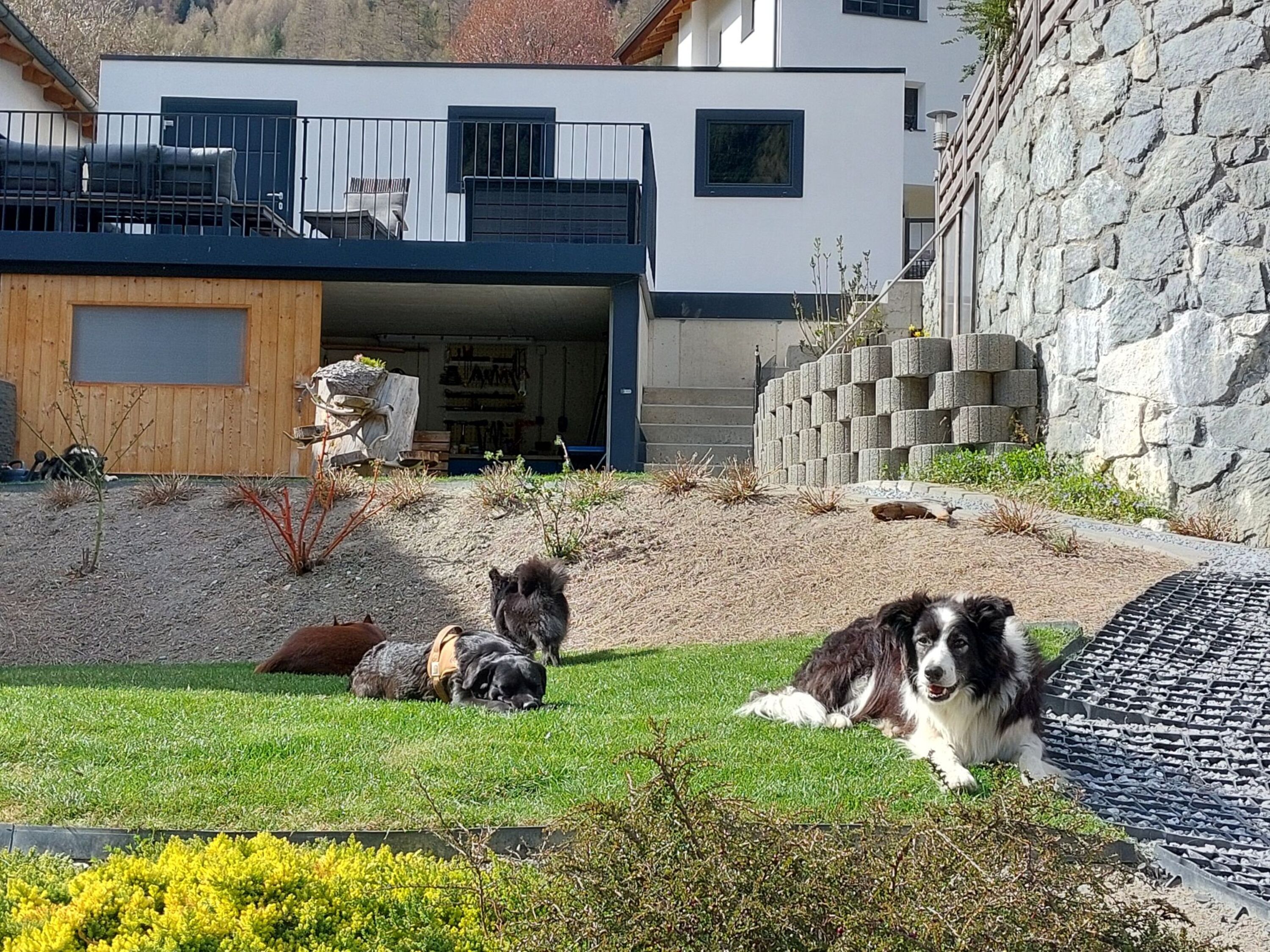 Hundebetreuung im rundum eingezäunten Garten