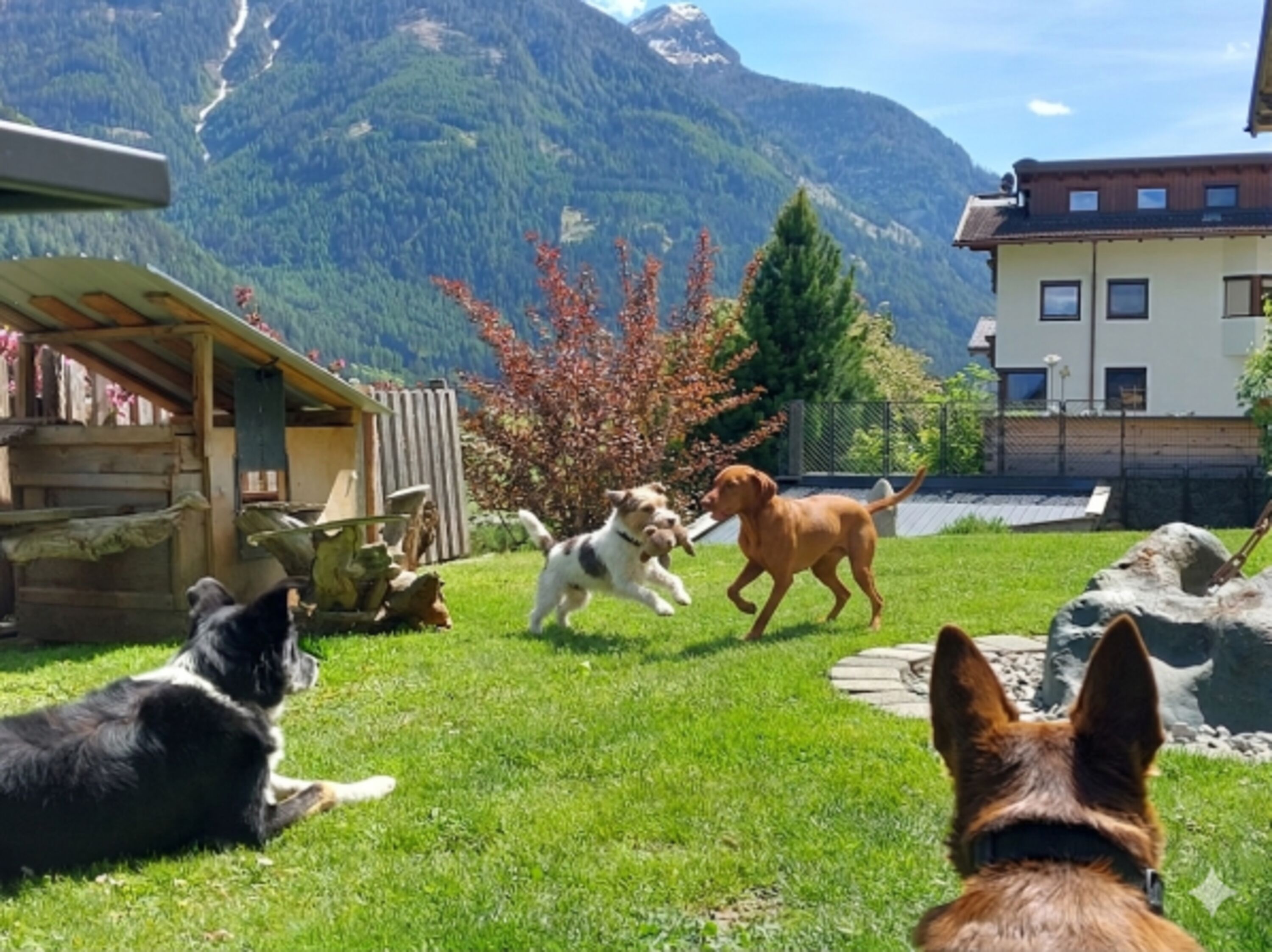 Hundebetreuung im rundum eingezäunten Garten