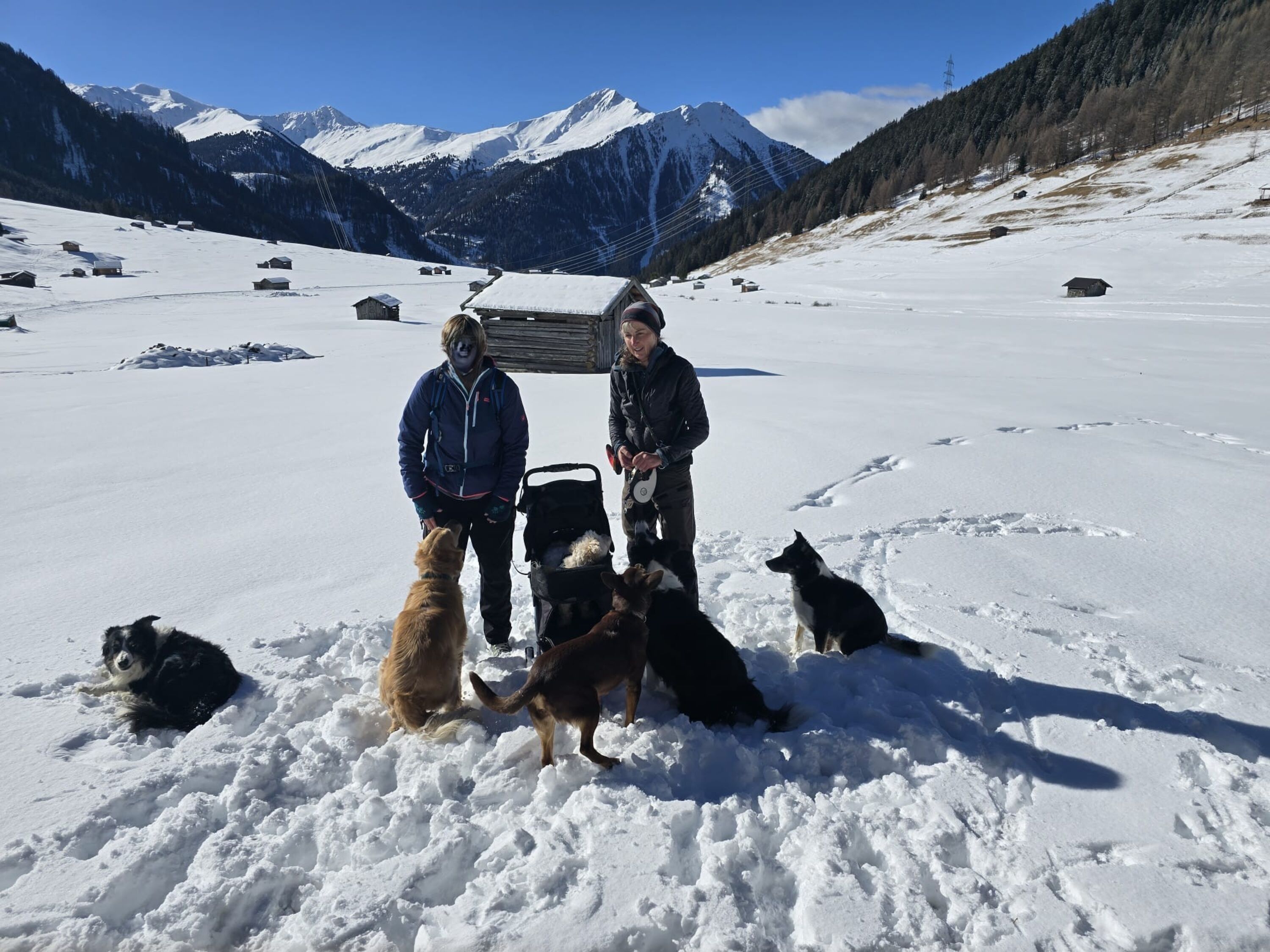 Hundebetreuung im Tscheytal