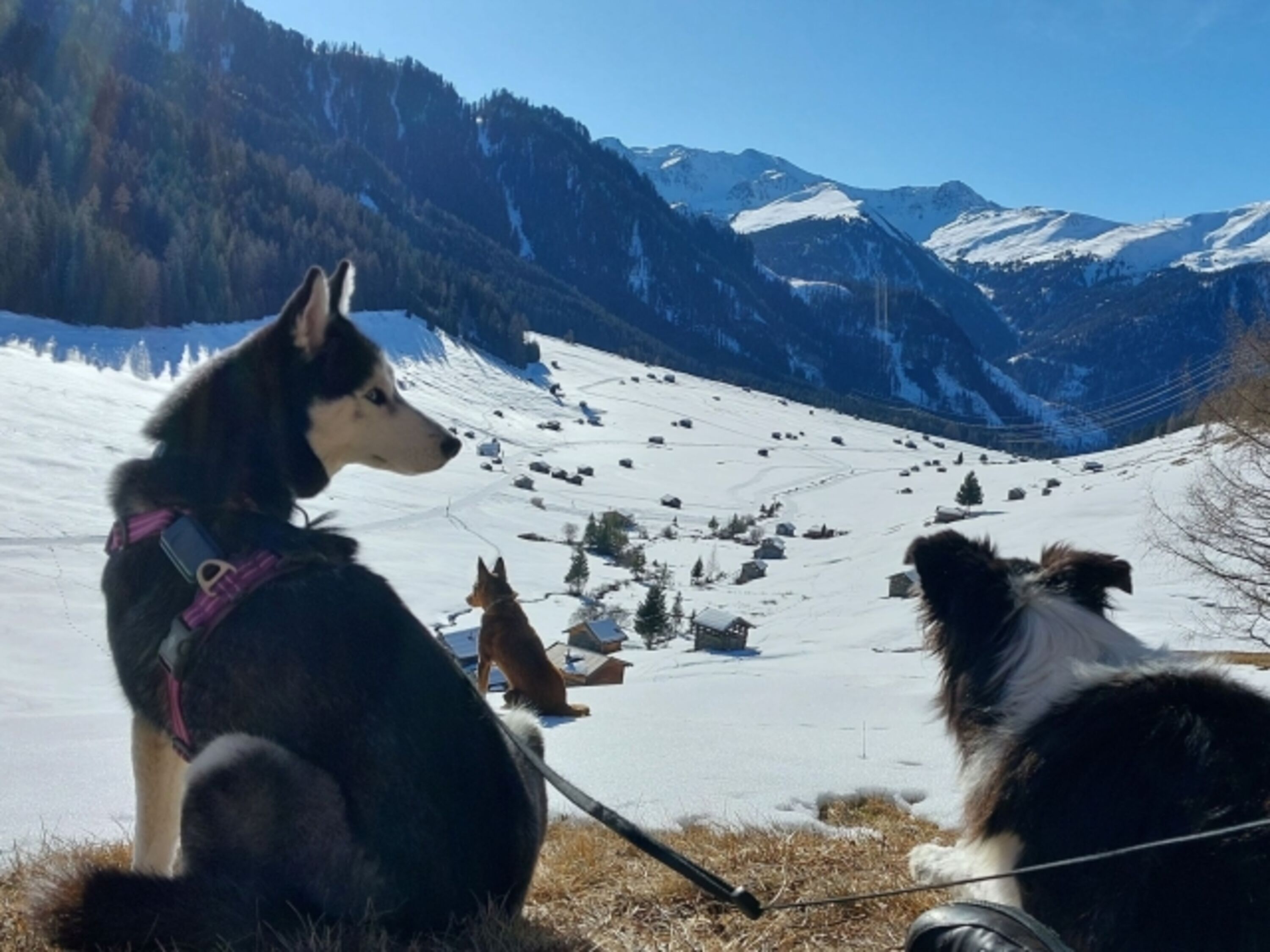 Hundeparadies Tscheytal