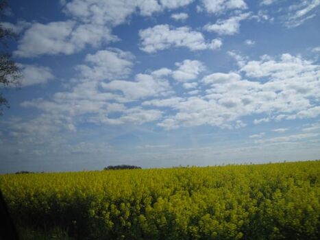 Der Raps blüht.