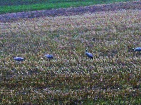 Kraniche - Nachbarn im Herbst