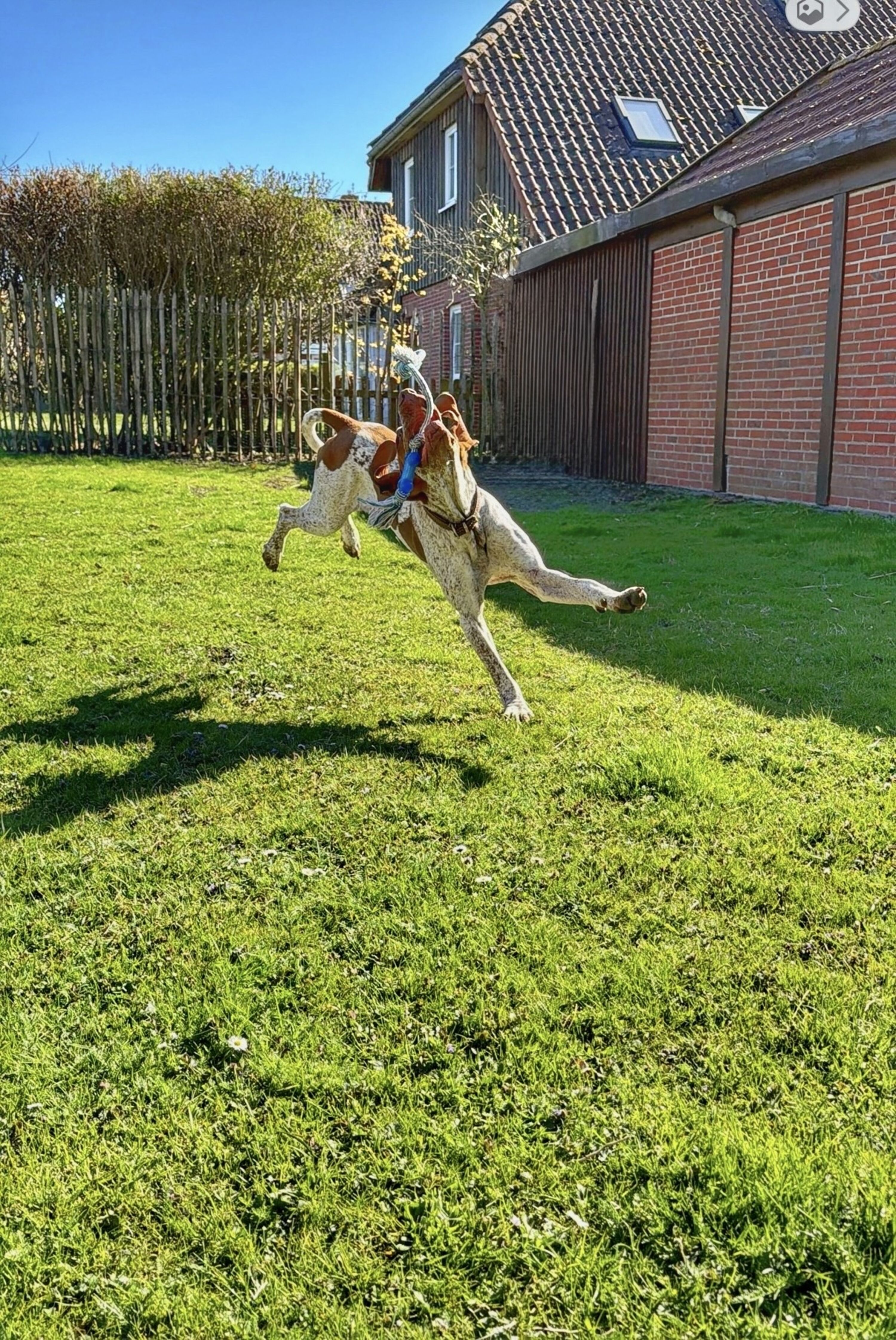 Hunde machen bei uns Luftsprünge vor lauter Freude