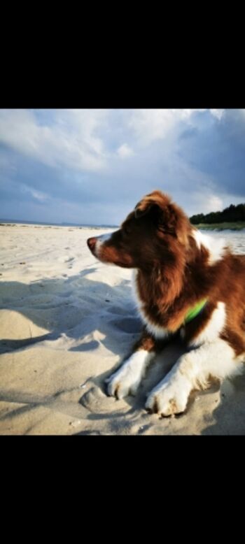 Leerer Hundestrand