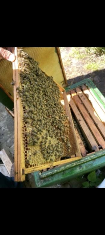 Bienen - Honigprodukte