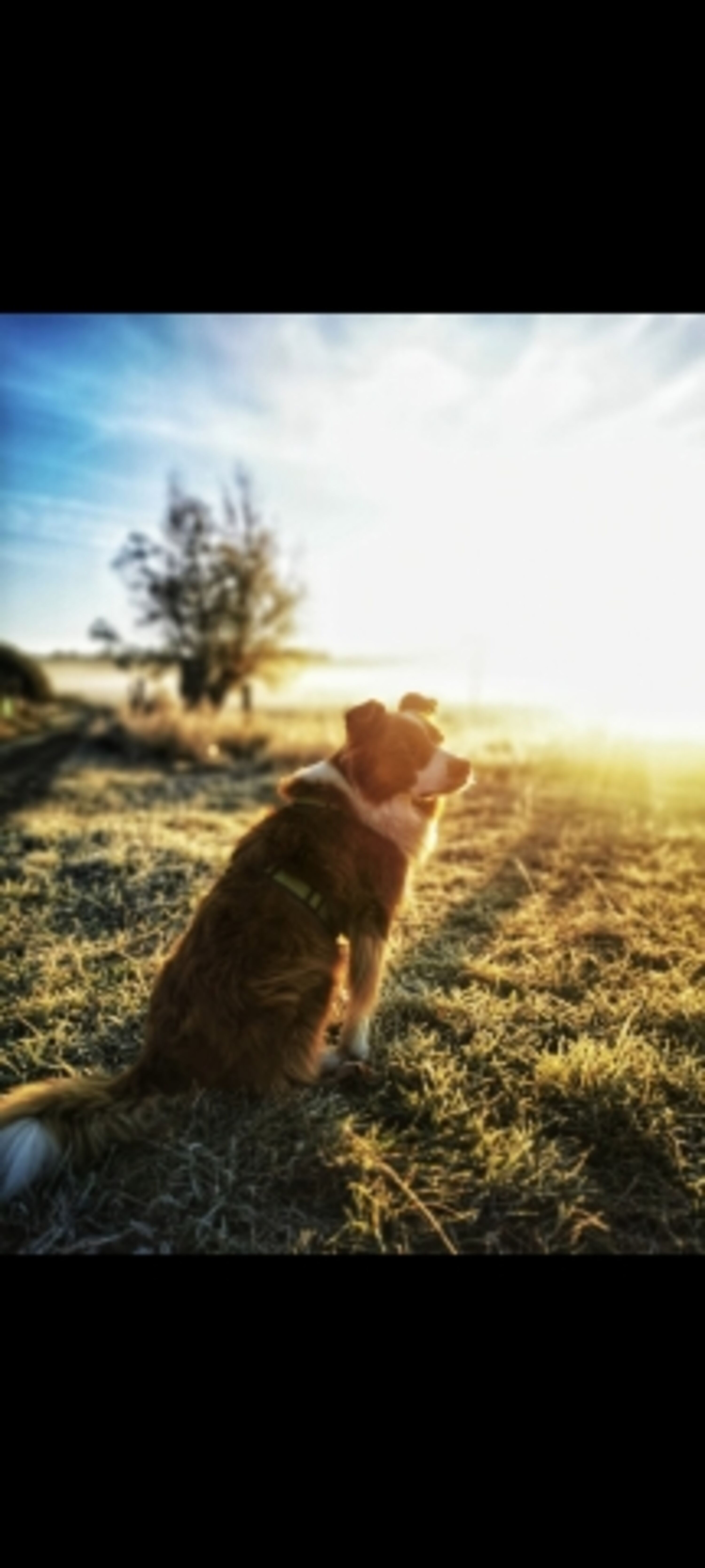 Feld