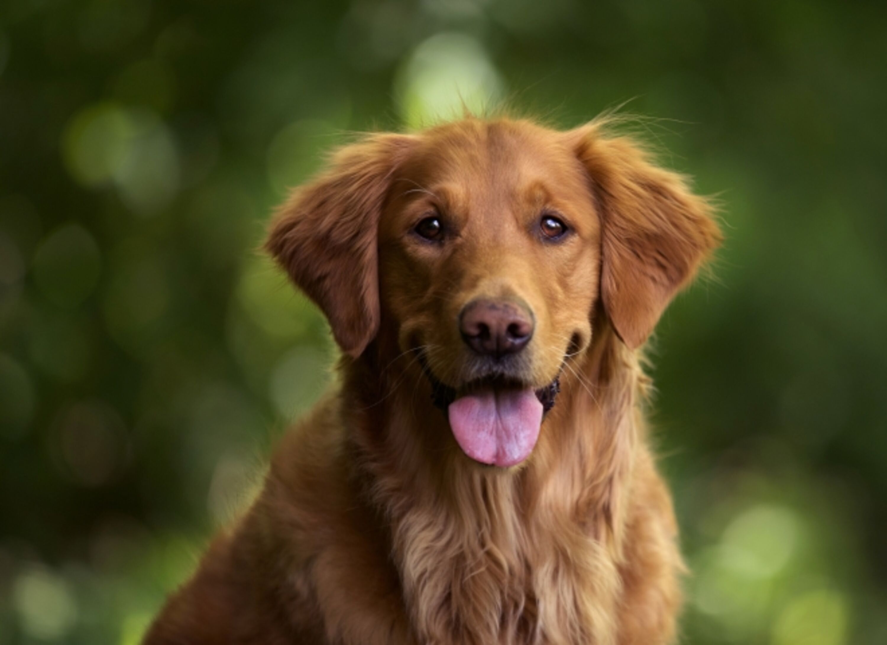 Ein Hund ist herzlich willkommen