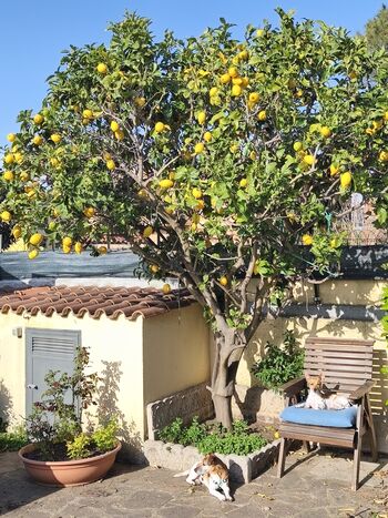 Zitronenbaum in Herzform