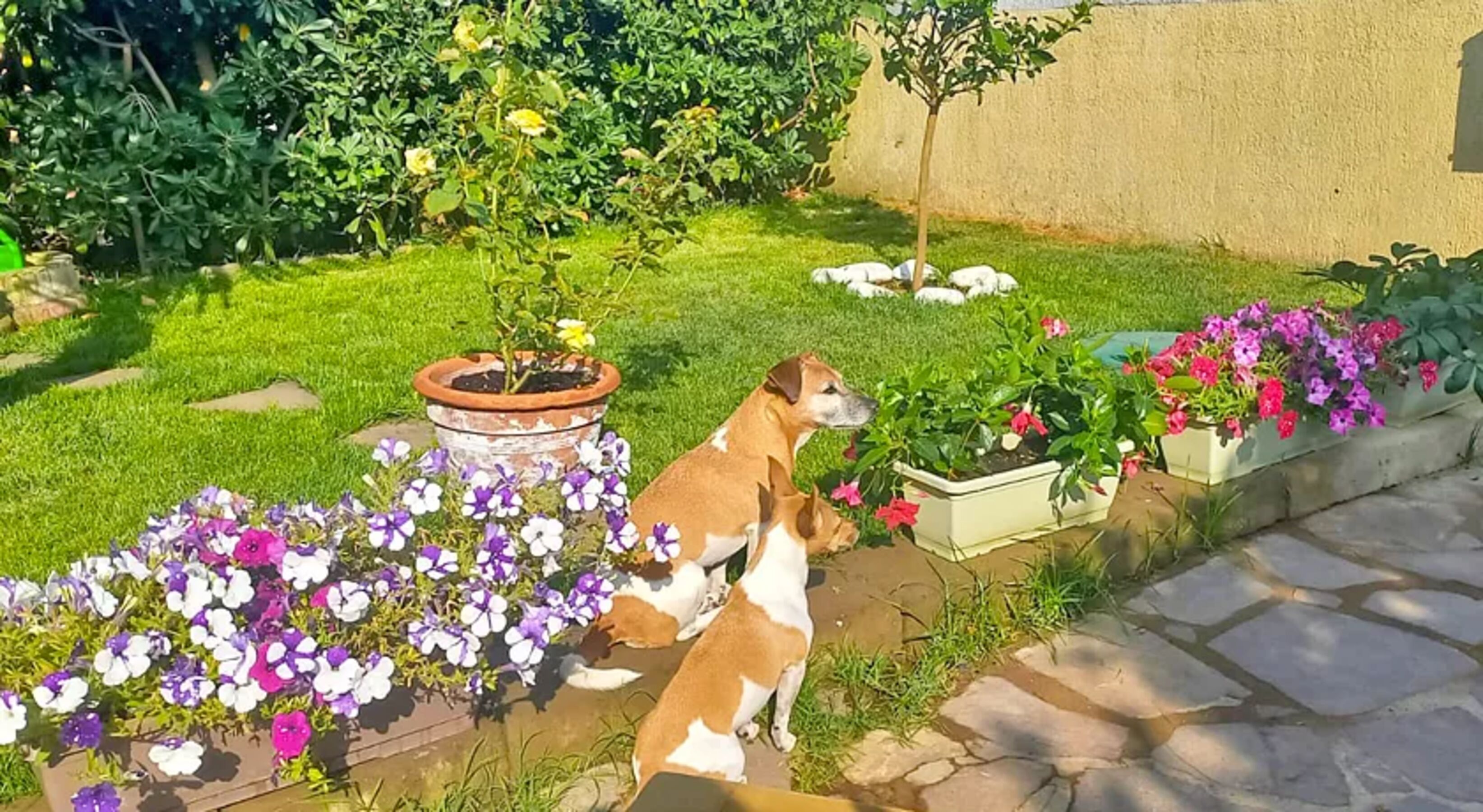 Hunde sind bei uns herzlich willkommen – auch große Hunde