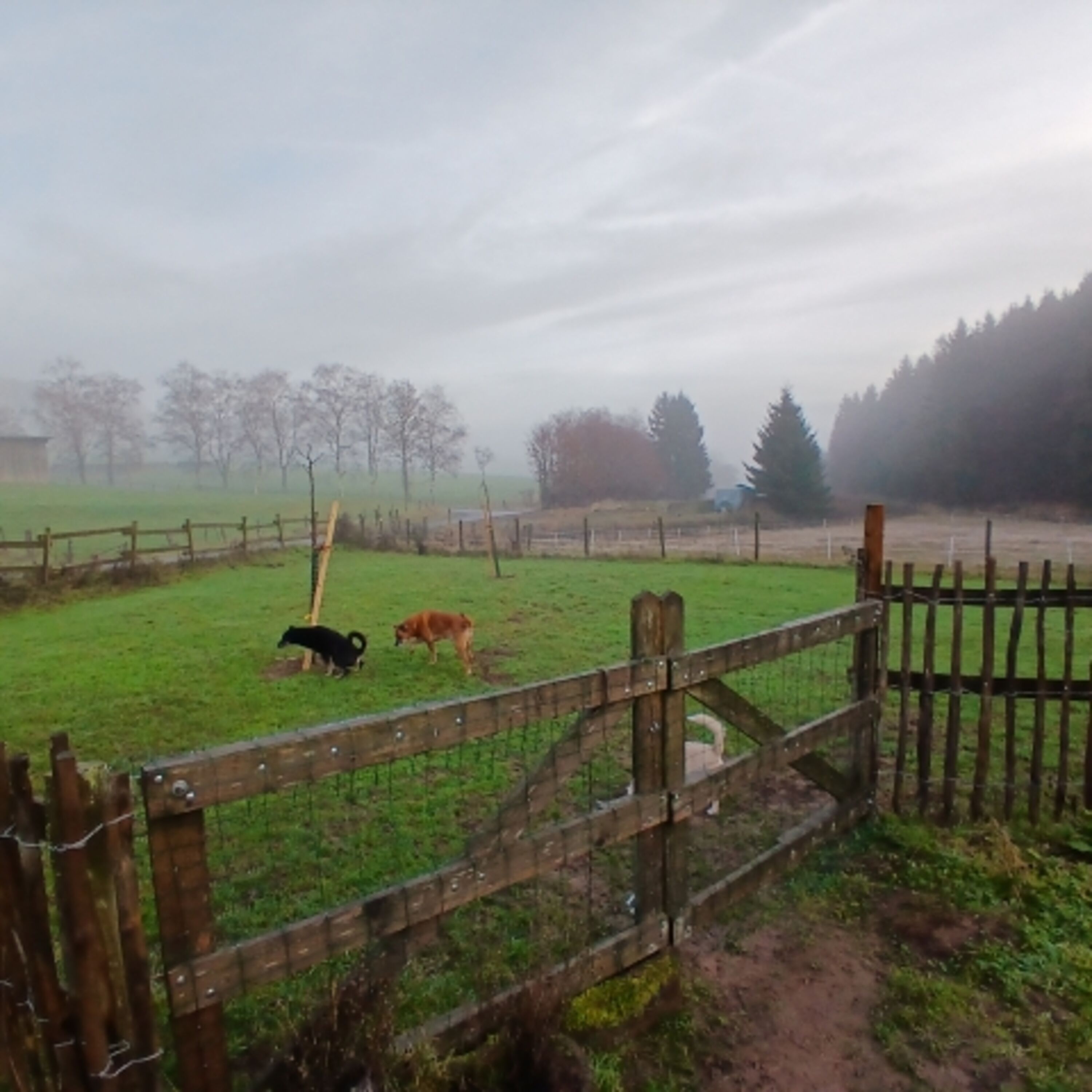 Zusätzlicher Hundeauslauf