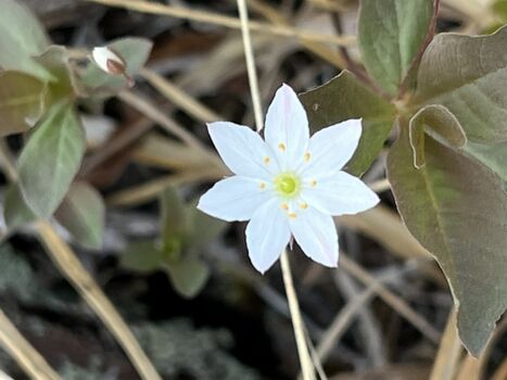 Wildblume am Wegesrand