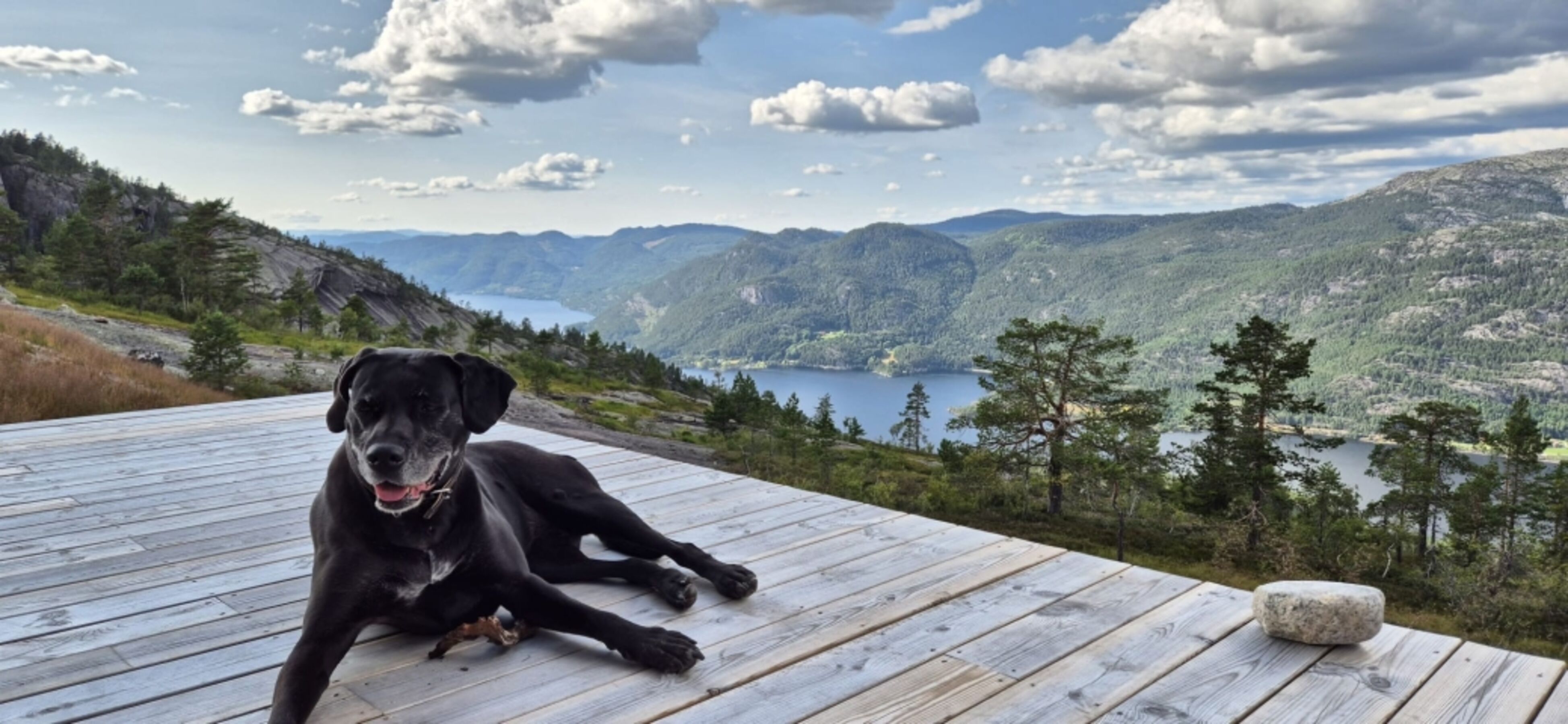 Paradies für Hunde