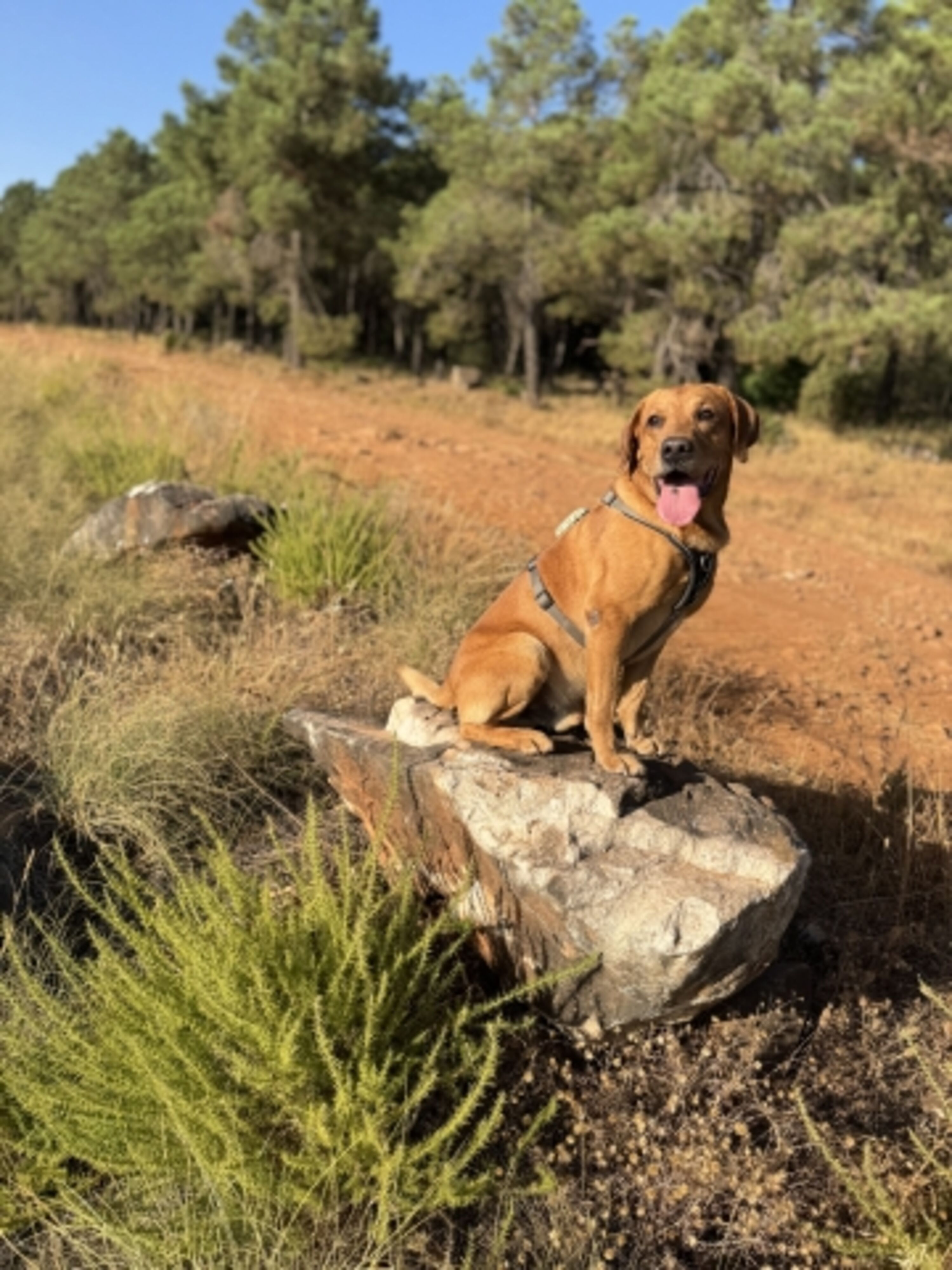 Nelson unser Hund