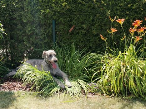 Deine Fellnase wird es genießen