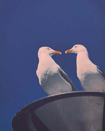 Wenn selbst die Möwen flirten