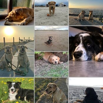 Hundeparadies an der Nordsee