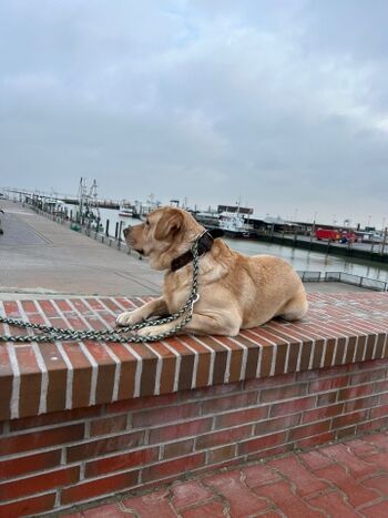 Wandern mit dem Hund