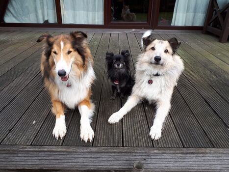 Hunde Willkommen Terrassenbereich mit Zaun
