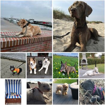 Ferienhaus an der Nordseeküste in Carolinensiel Hunde Herzl ...