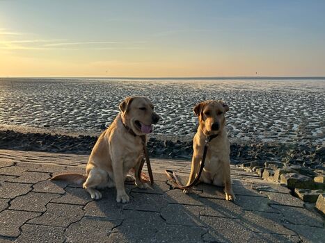 Strandspaziergang mit dem Hund