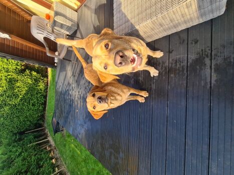 Hunde Willkommen Terrassenbereich mit Zaun