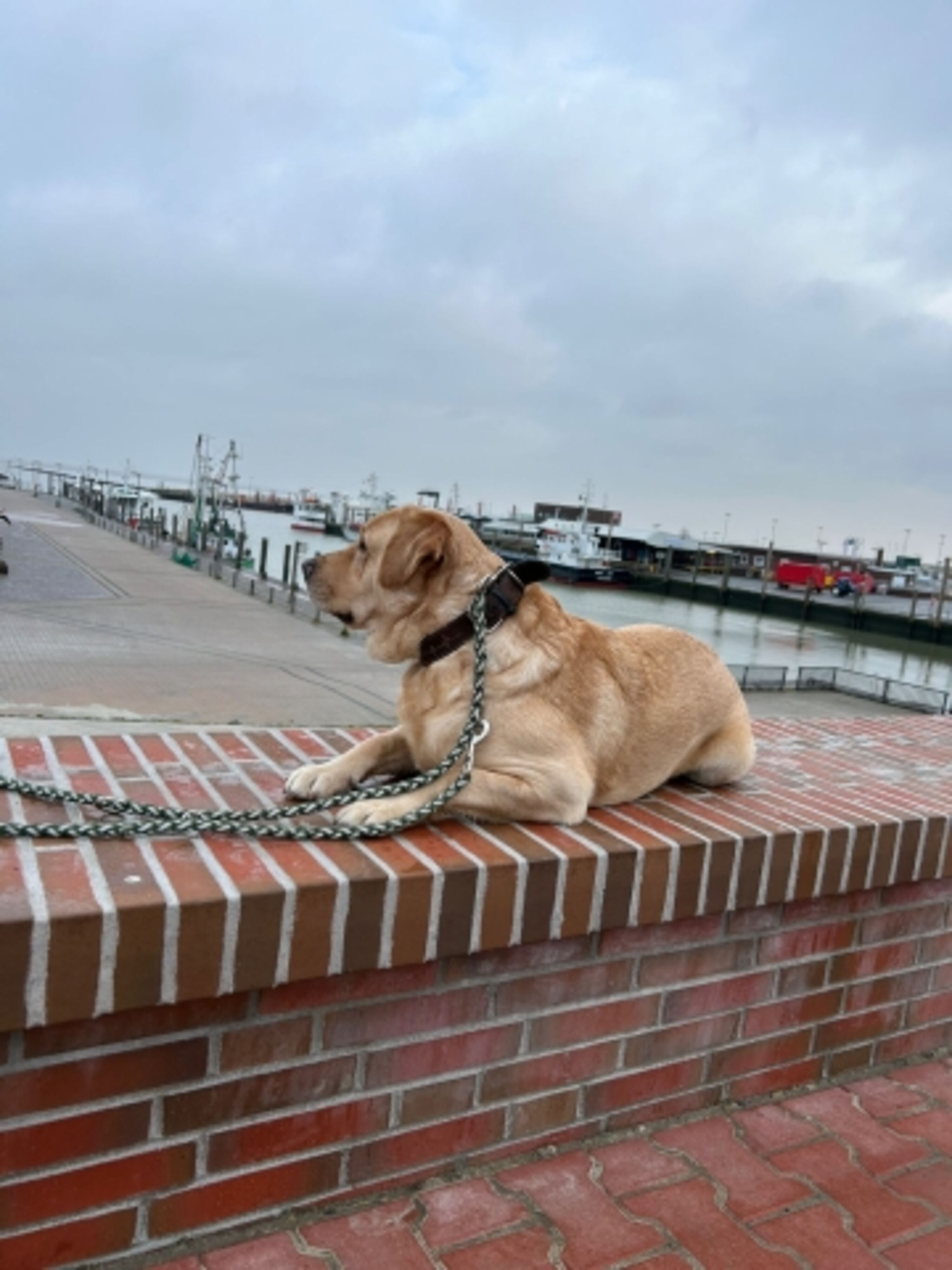 Wandern mit dem Hund