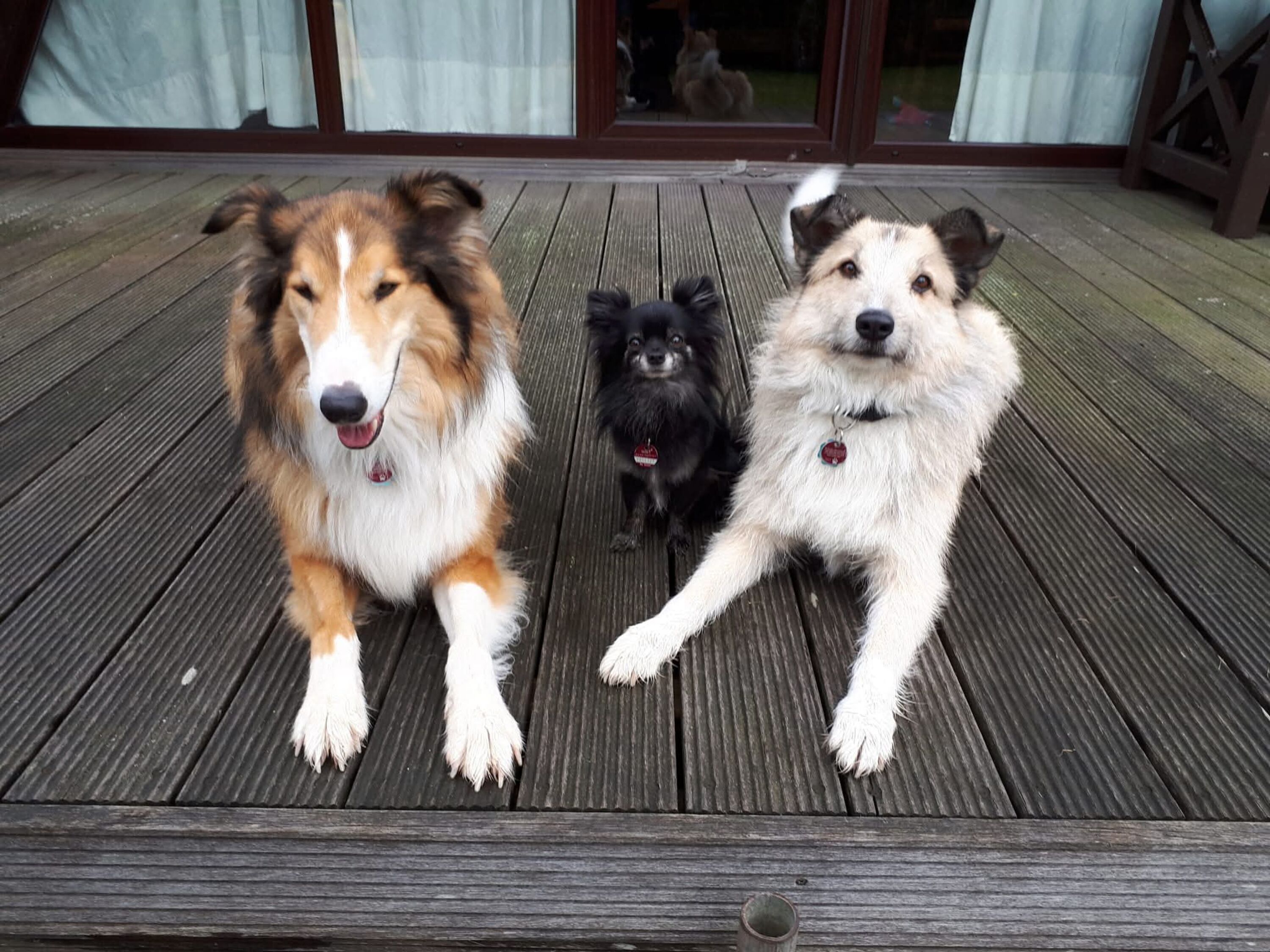Hunde Willkommen Terrassenbereich mit Zaun