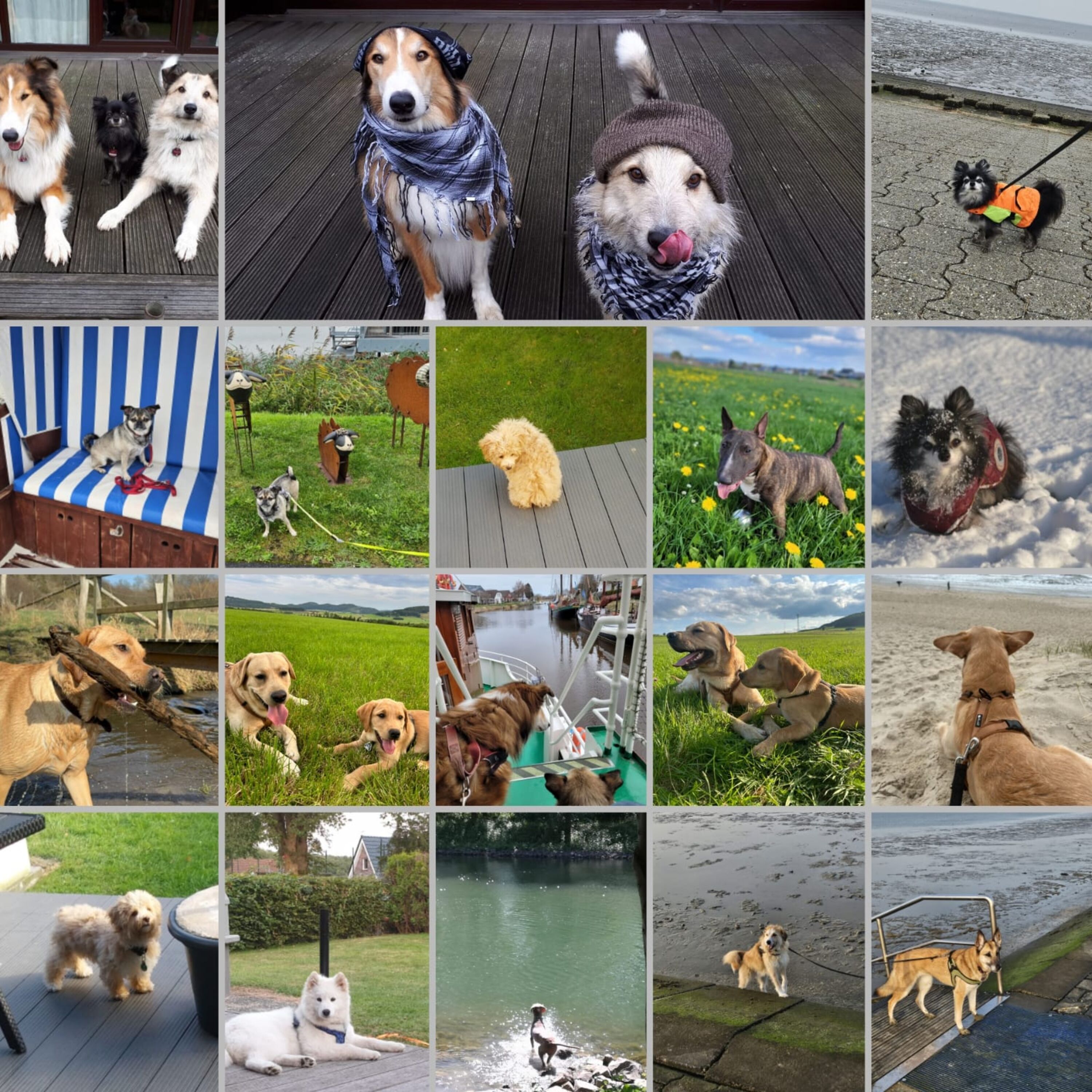 Wir sind Hunde Stars und lieben Nordsee