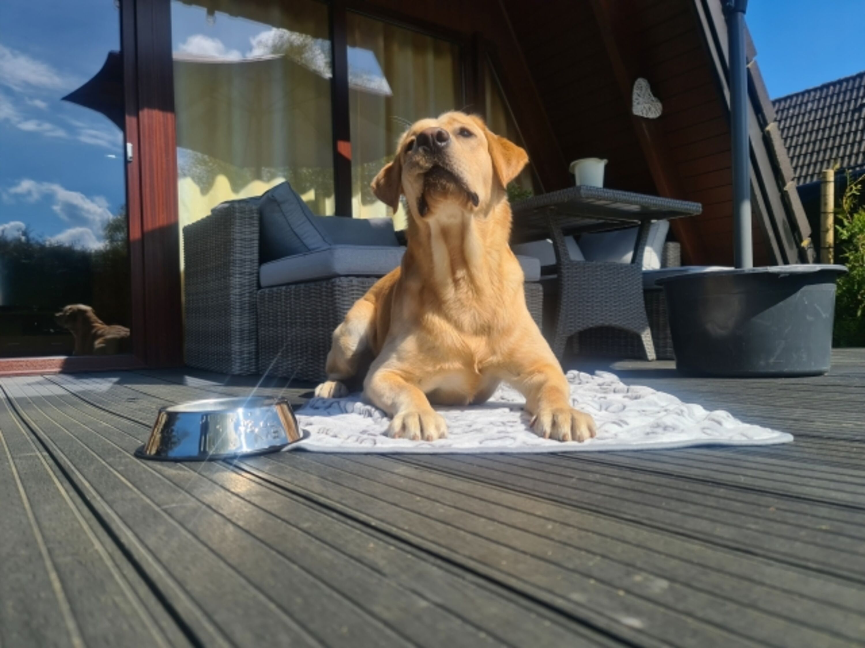 Hund auf Terrasse
