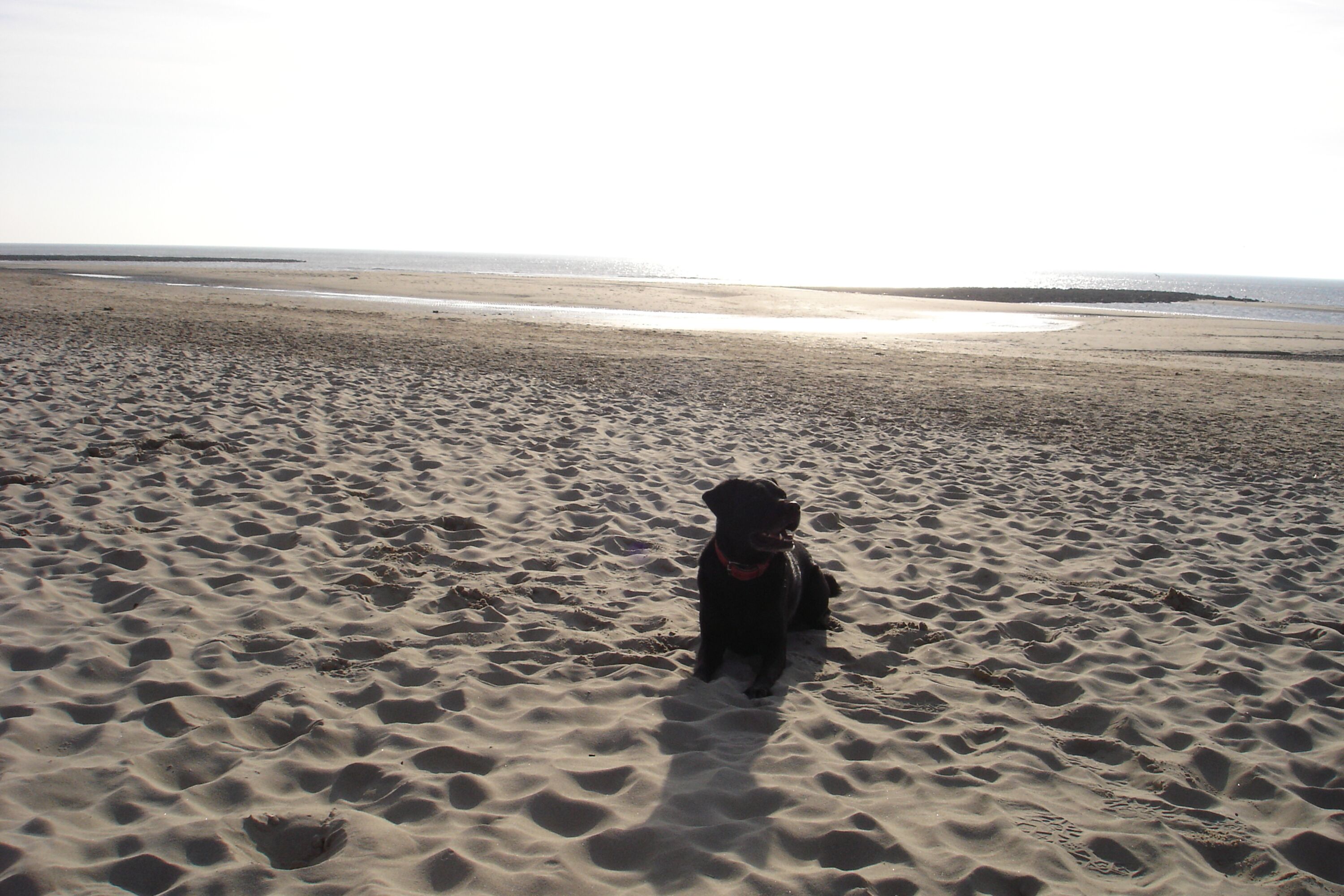 Hunde sind im Haus (kostenlos) und am allgemeinen Sandstrand willkommen