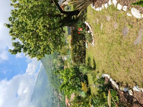 Garten mit Aprikosenbaum