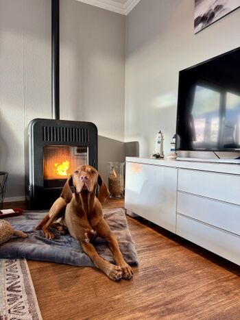 Nicht nur Hunde lieben unseren Kamin 