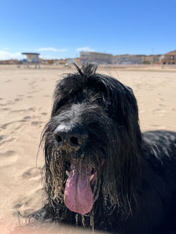 Fellnase im warmen Sand – Urlaub beginnt genau hier