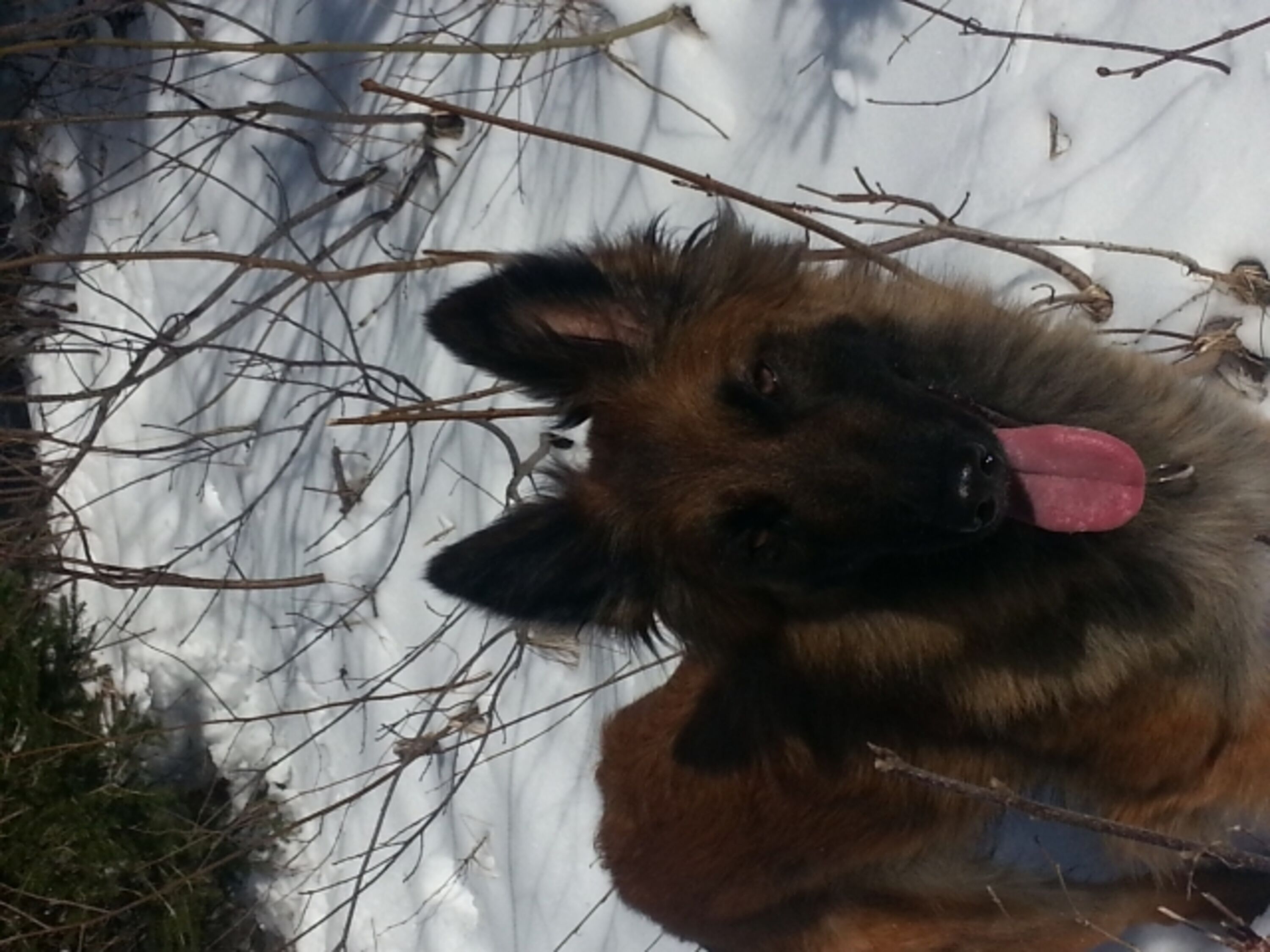 Hunde willkommen