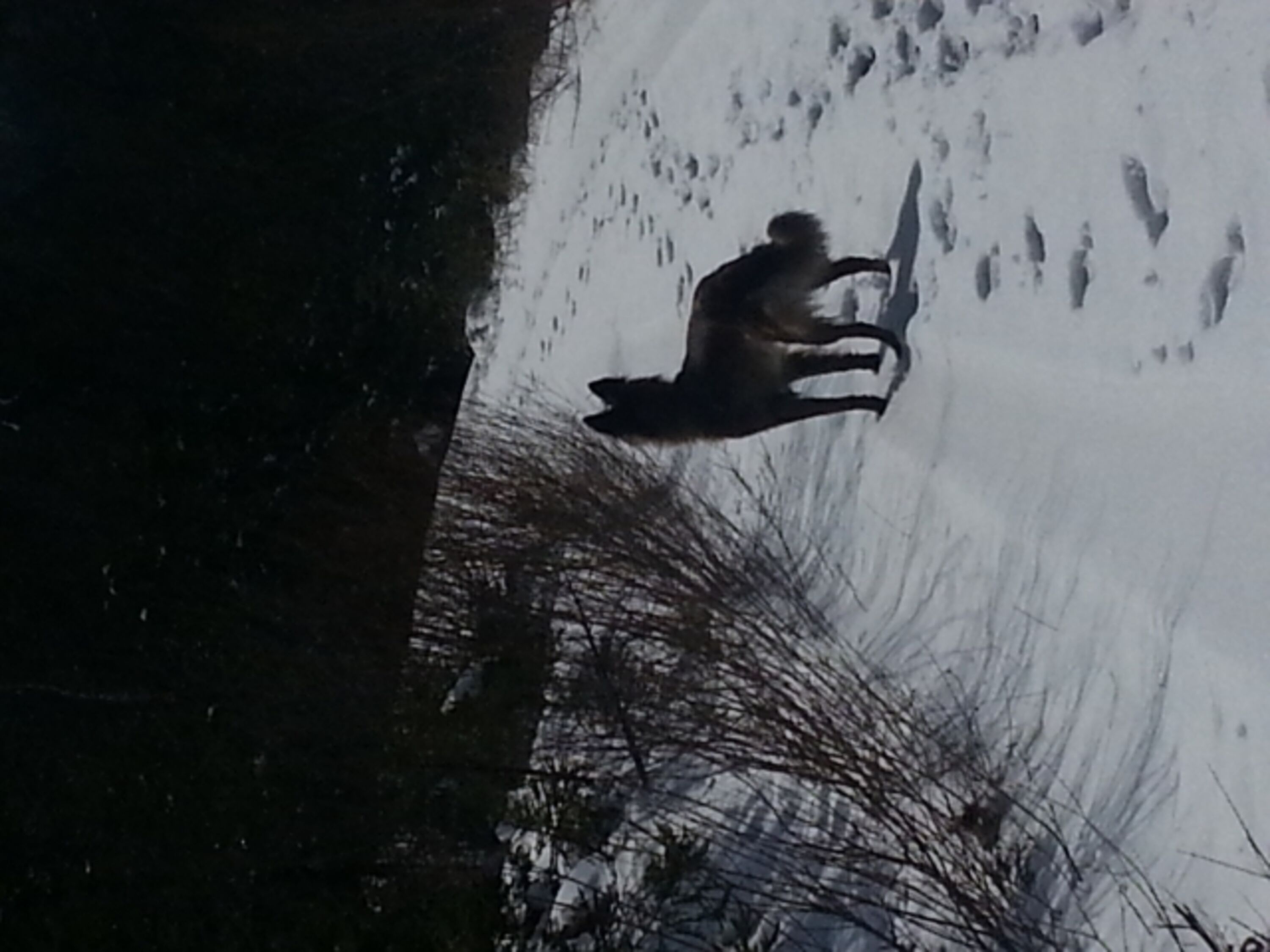 Wandern mit Hund