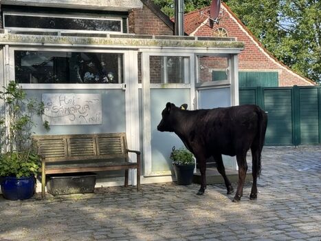 Der Hof und seine Besucher 